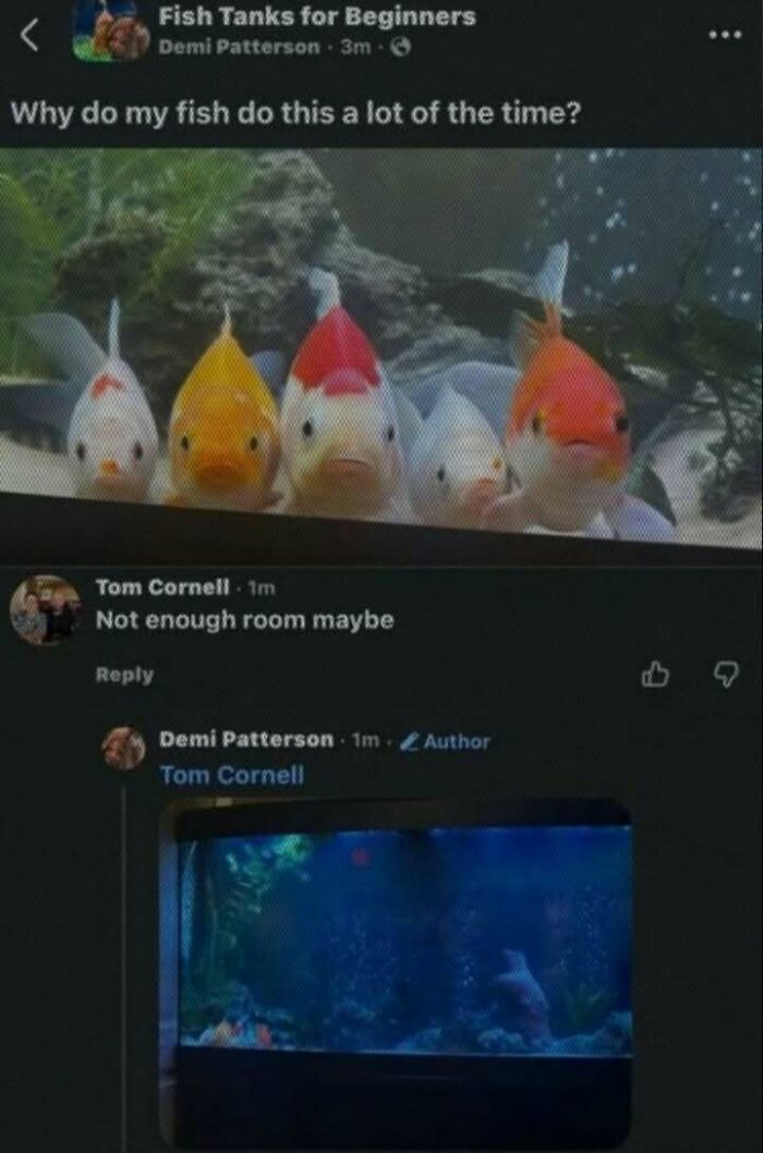 A screenshot of a social media post with a photo of five goldfish, discussing fish tank memes that feel like a fever dream.