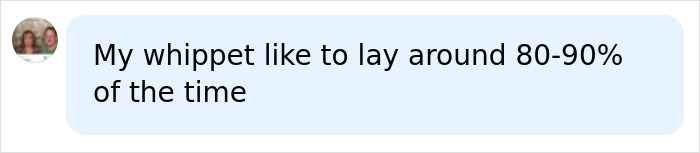 Comment about Whippet's calm and quiet behavior