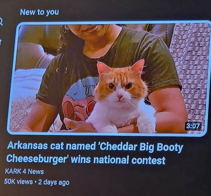 A cat named 'Cheddar Big Booty Cheeseburger' held by a person, winning a contest, like a fever dream meme.
