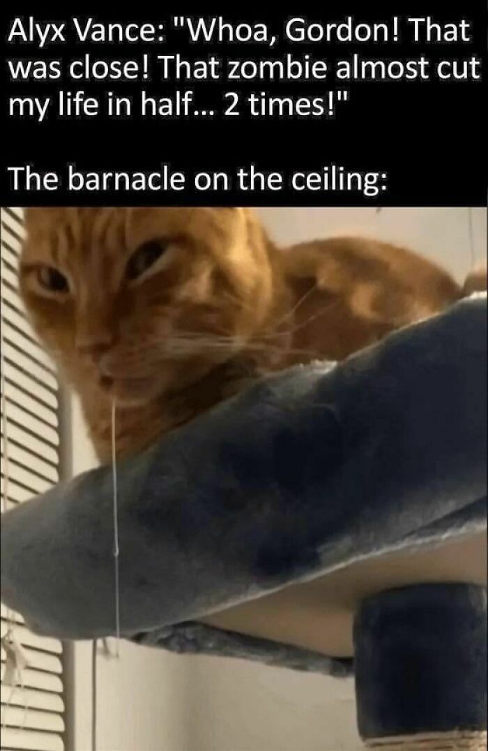 An orange cat meme with a drooling string, perfect for fever dream memes.