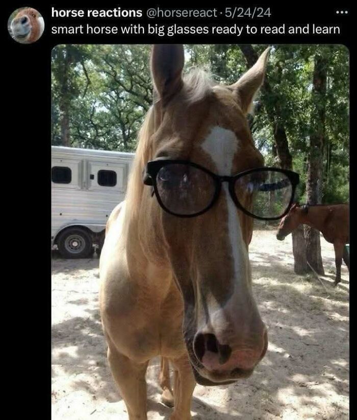 A brown horse wearing eyeglasses, looking smart, a meme that feels like a fever dream.