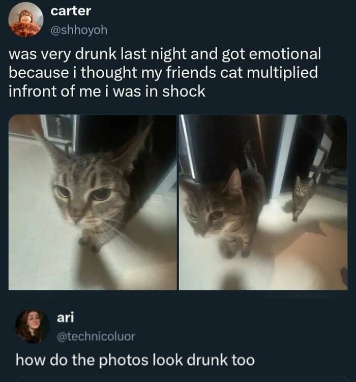 A cat multiplication meme, captured in photos that feel like a fever dream.