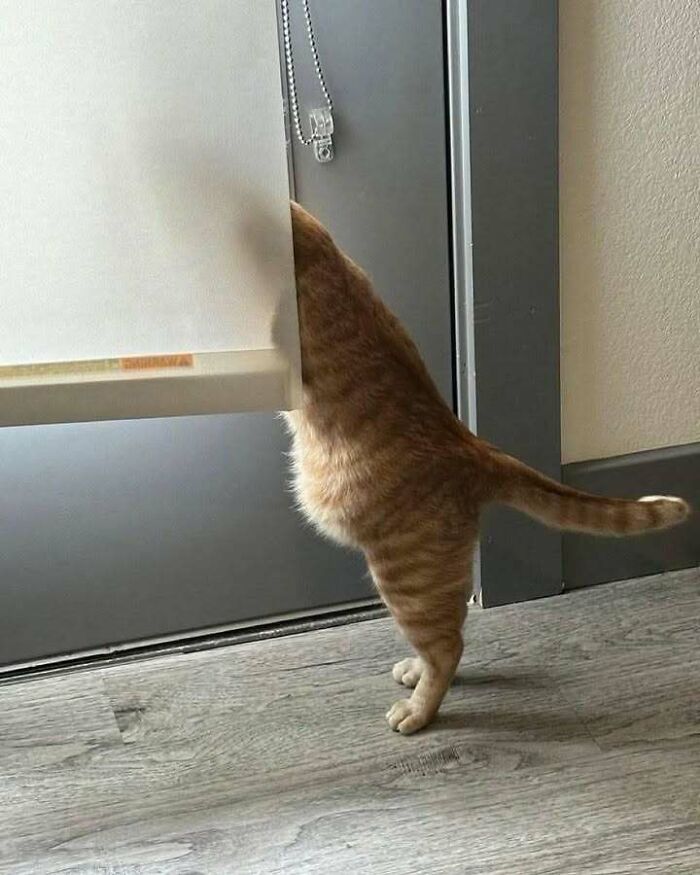 An orange cat standing on its hind legs, with its head hidden behind a window blind, a fever dream meme.