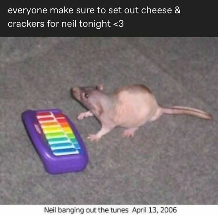 A meme of a hairless rat next to a toy xylophone, creating a fever dream.