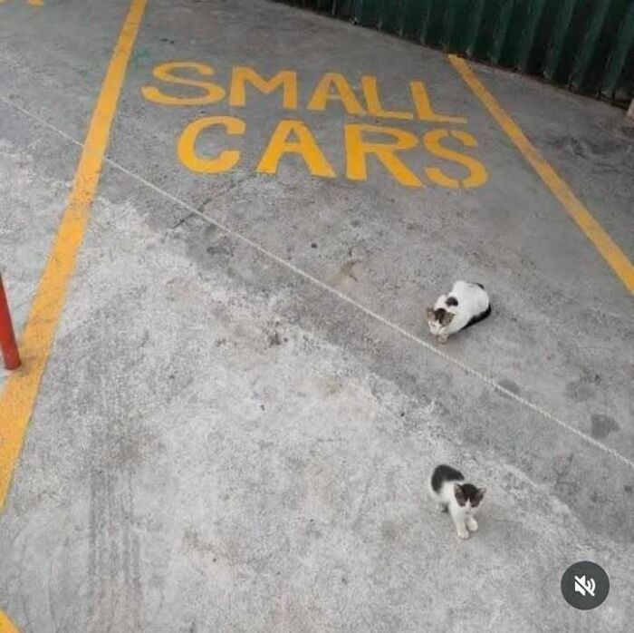 Two cats sitting in a parking space designated for Small Cars, a fever dream meme.
