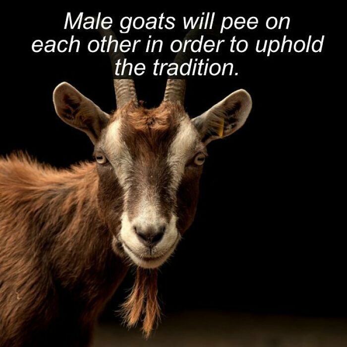 A fever dream meme about male goats peeing on each other to uphold tradition, featuring a close-up of a goat.