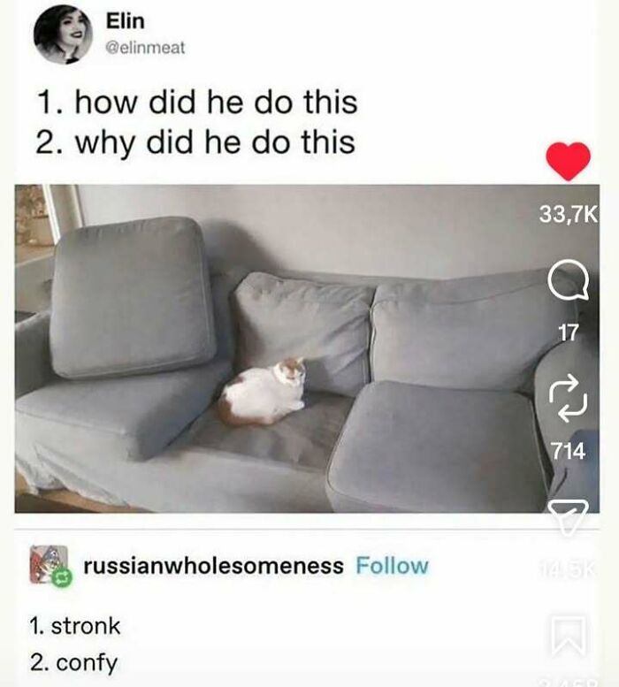 A social media post asking how a cat got wedged between couch cushions, a fever dream meme.