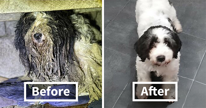 This Rescue Organization Shared 25 Incredible Dog Transformations That Are Hard To Believe