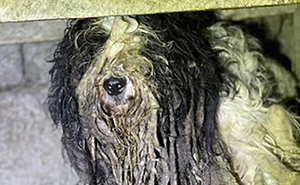 From Abandoned To Loved: NIRA Shared 25 Incredible Dog Rescue Transformations