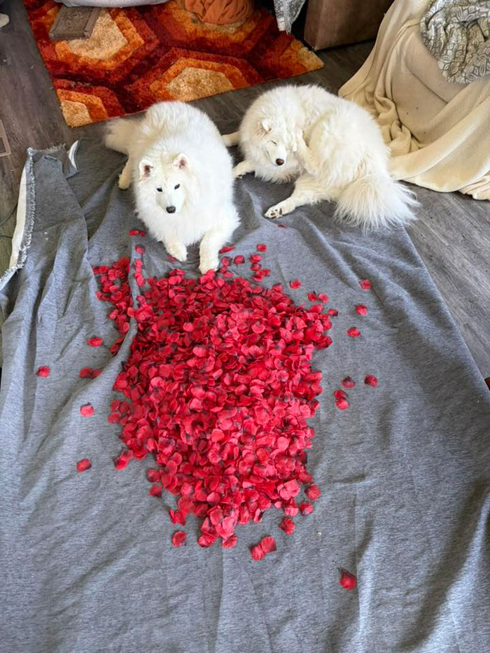 Two fluffy white dogs beside large pile of fake rose petals indoors