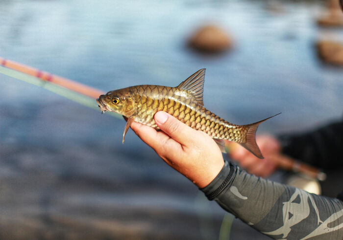 Close-up of fish caught while fishing near water