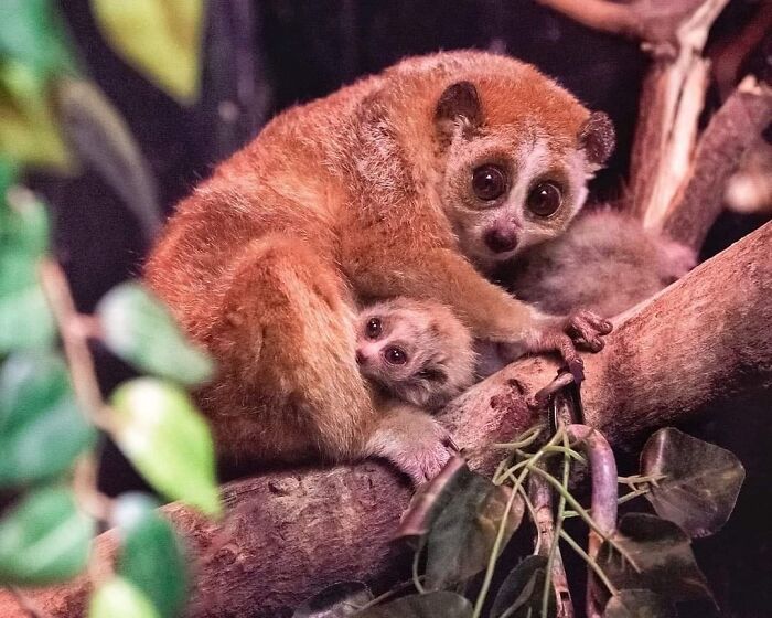 30 Heartwarming Photos Of Animal Moms And Their Babies Shared By Zooborns That Will Melt Your Heart