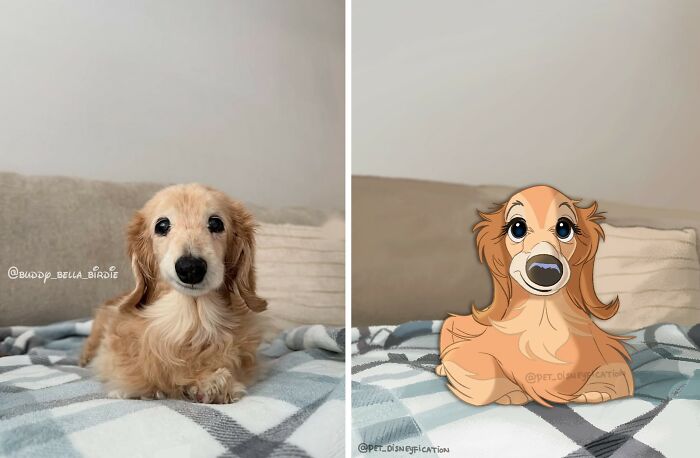 An artist Disneyfies pets: a cute long-haired dachshund puppy transformed into a Disney cartoon character.