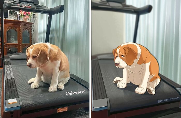 Original photo and Disneyfied version of a sad beagle dog sitting on a treadmill, Disneyfied pet portraits.