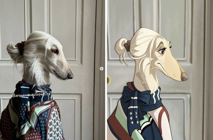 Original photo and Disneyfied version of a white Afghan hound dog wearing a scarf, pet portrait art.