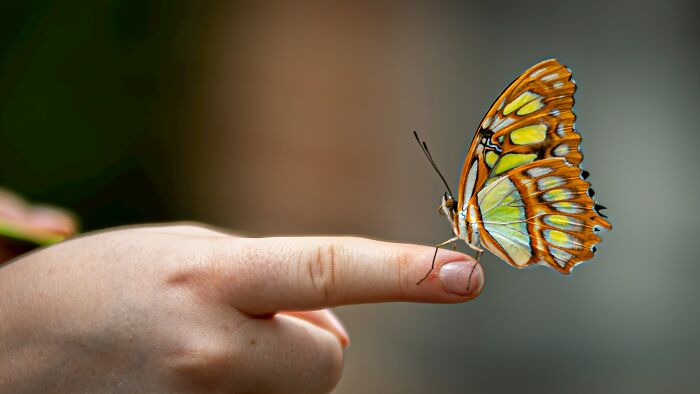 A colorful butterfly resting on a finger, representing strange jobs that involve nature or animal care.