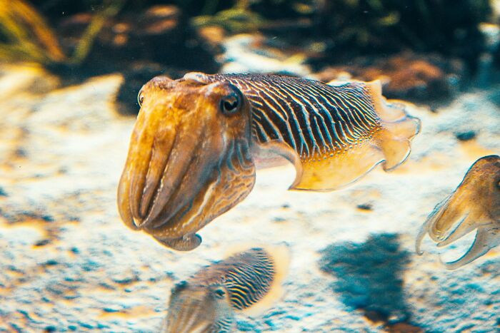Cutting-edge class clown consequences with a close-up of a mischievous cuttlefish underwater