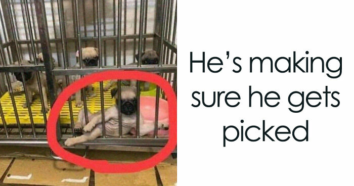 85 Funny Memes To Give Your Brain A Well-Deserved Mini Vacation