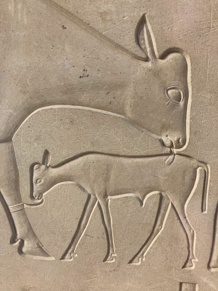 A relief carving showing a cow and a calf, an interesting object still intact.