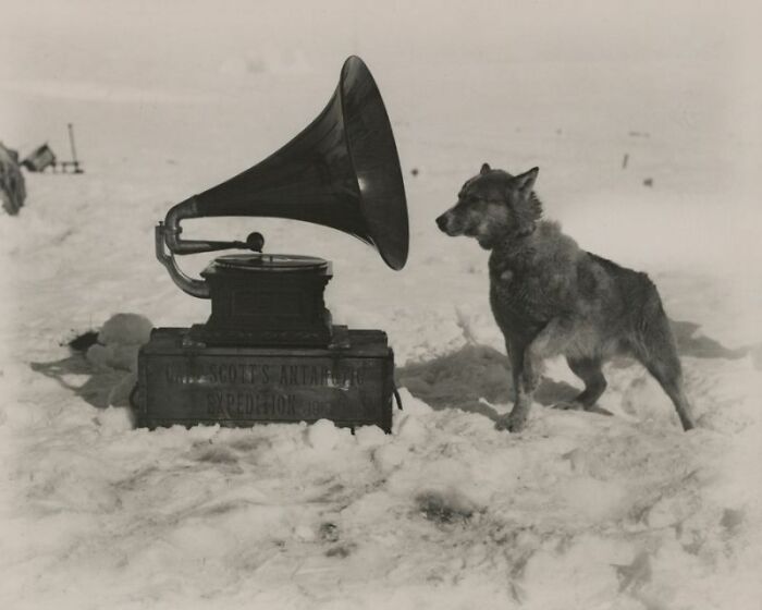 A dog looks intently at a gramophone still intact after many years in a snowy landscape.