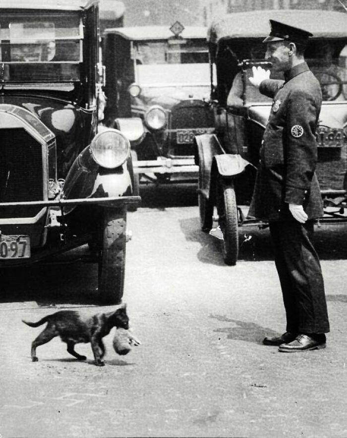 A black and white photo of a police officer directing traffic, observing a cat carrying an object, among interesting photos intact.