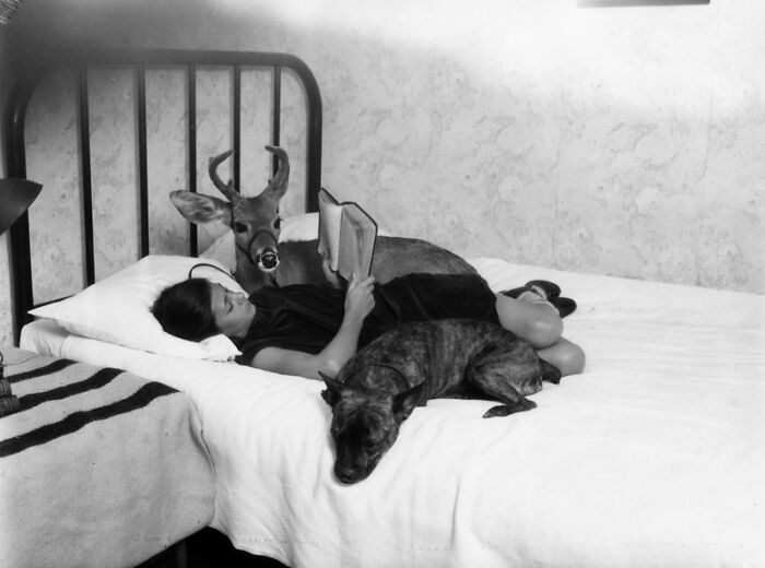 A vintage photo of a person reading in bed with a deer and a dog, depicting interesting photos intact after years.