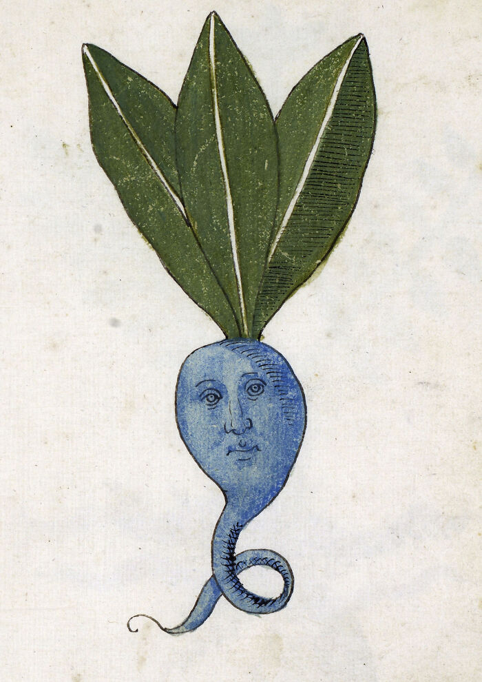 An ancient, whimsical illustration of a mandrake root with a human face and green leaves, an object intact after years.