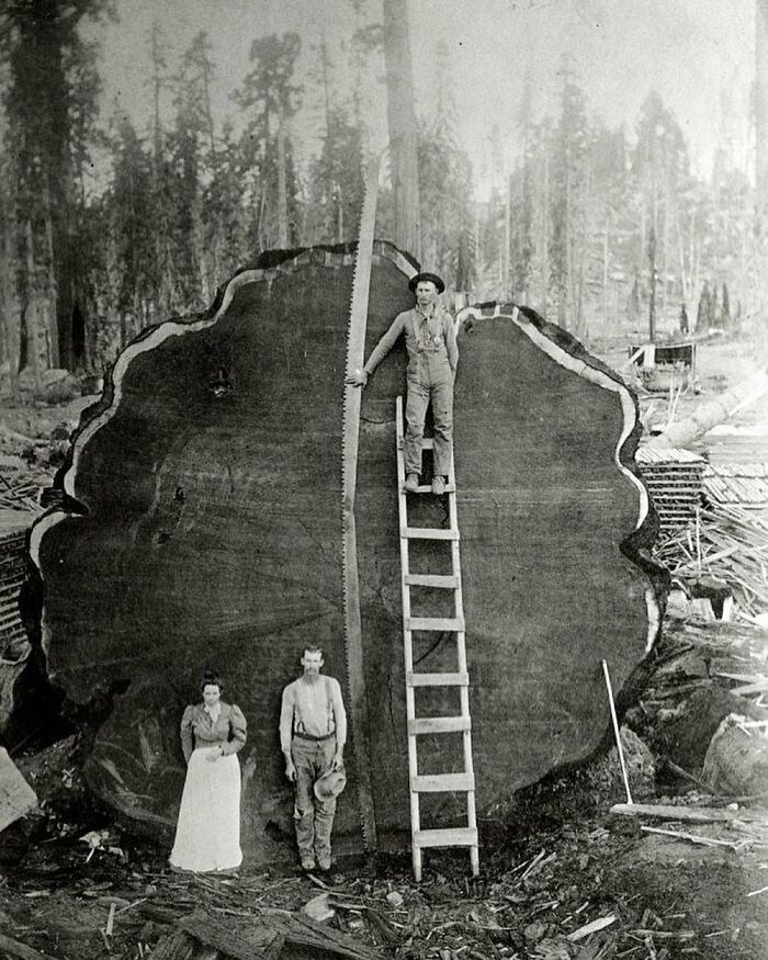A logging crew poses with a giant redwood cross-section, illustrating interesting historical photos of immense trees.