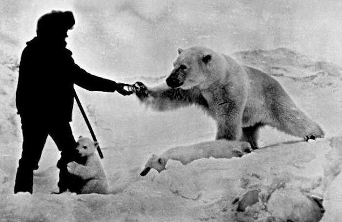 A black and white historical photo of a person feeding a polar bear and its cubs on an icy landscape.