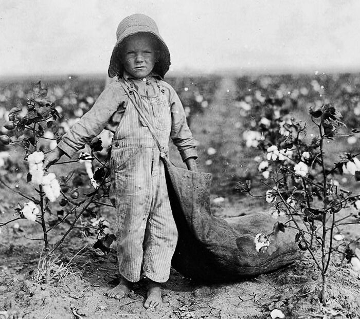 A black and white historical photo of a young child in overalls and a hat standing in a cotton field with a sack.
