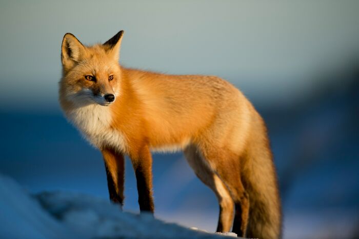 Red fox standing on snowy ground with blurred background
