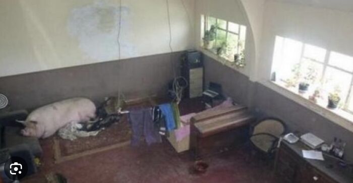 An unhinged real estate listing with a large pig resting on a rug next to clothes and a small bed in a cluttered room.
