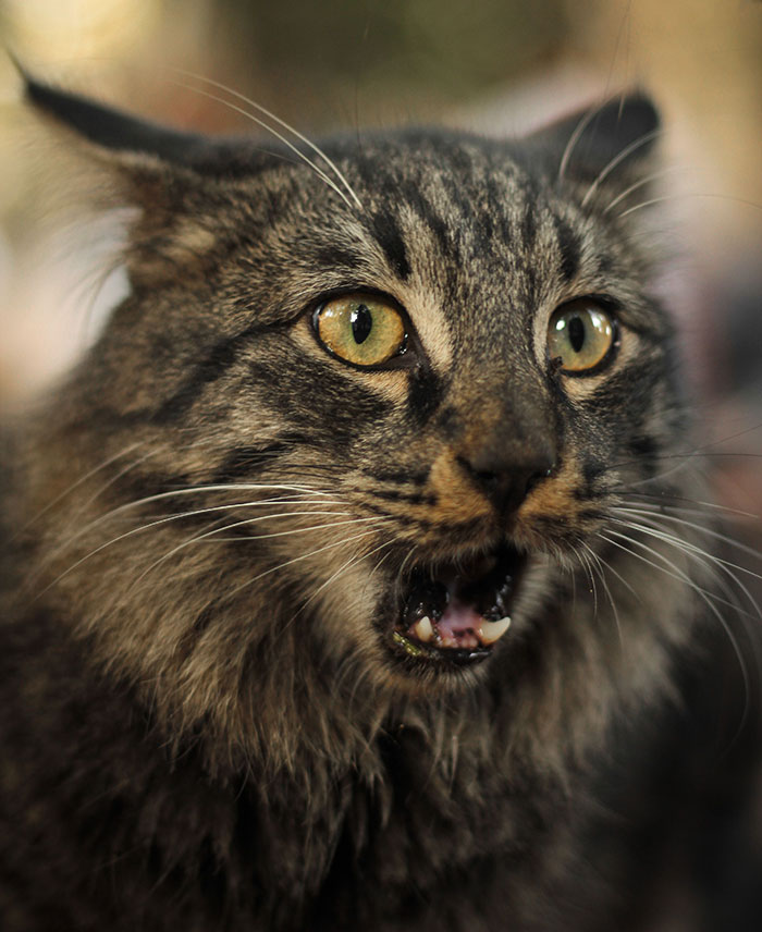 A shocked cat with wide eyes and open mouth, realizing something was seriously wrong.