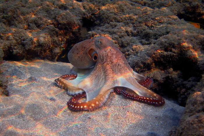 An octopus on the sandy seafloor, showcasing weirdly hard to forget facts about marine life.