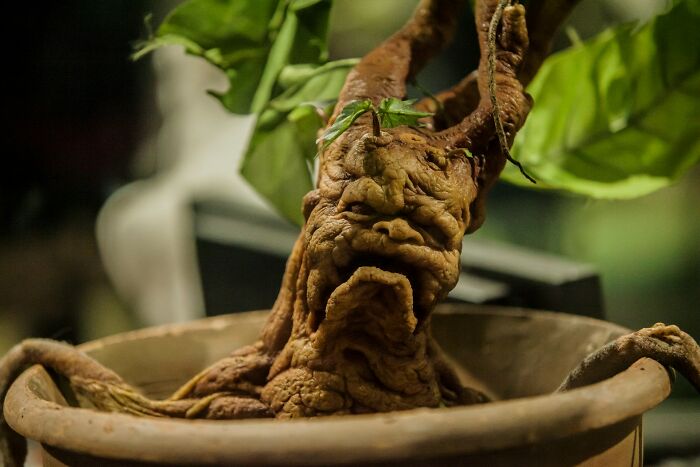 Mischievous tree root shaped like a face in a plant pot with green leaves