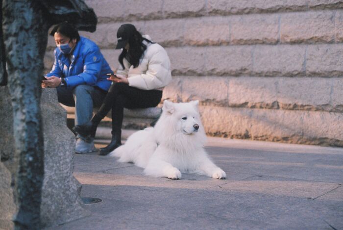 A large white dog lies on the ground with two people sitting in the background, showing human habits that confuse dogs.