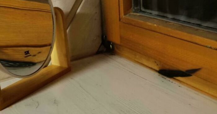 64 Risky Situations That Made People Question How These Folks Have Survived This Long