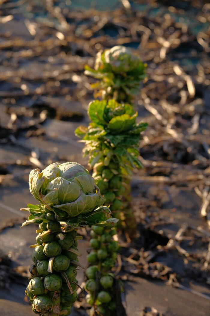 Brussels sprouts growing on stalks in soil, fresh food facts in agriculture
