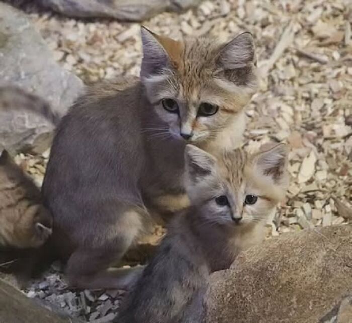 30 Heartwarming Photos Of Animal Moms And Their Babies Shared By Zooborns That Will Melt Your Heart