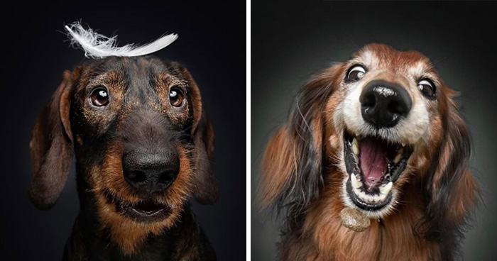 30 New Touching Photos Of Senior Dogs Celebrating Love And Loyalty, Taken By Christian Vieler