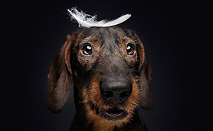 30 New Touching Photos Of Senior Dogs Celebrating Love And Loyalty, Taken By Christian Vieler