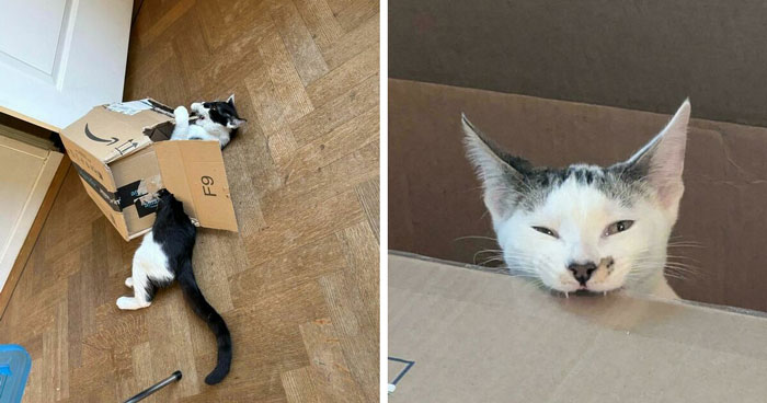 40 Moments That Made Cats Realize They Can Shred Everything Around Them And Still Be Good Kitties