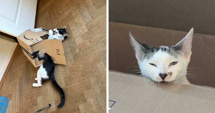 40 Moments That Made Cats Realize They Can Shred Everything Around Them And Still Be Good Kitties