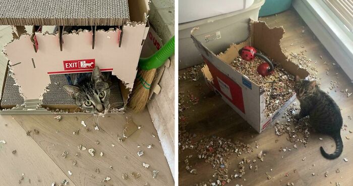 40 Moments That Made Cats Realize They Can Shred Everything Around Them And Still Be Good Kitties
