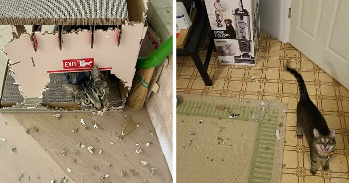 40 Moments That Made Cats Realize They Can Shred Everything Around Them And Still Be Good Kitties