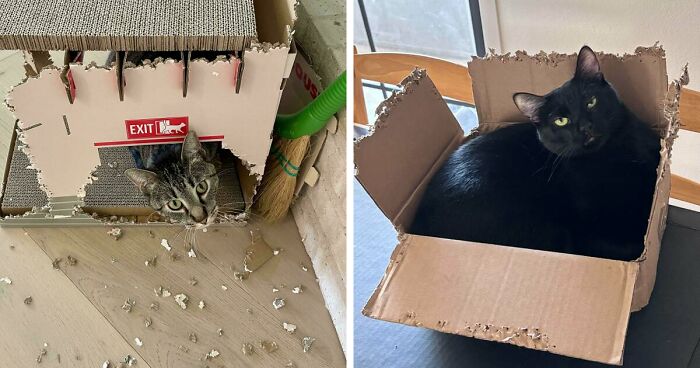 40 Moments That Made Cats Realize They Can Shred Everything Around Them And Still Be Good Kitties