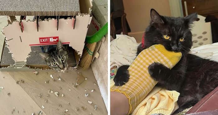 40 Moments That Made Cats Realize They Can Shred Everything Around Them And Still Be Good Kitties