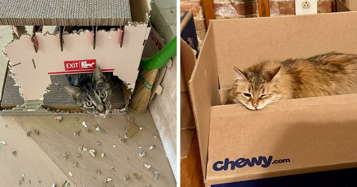 40 Moments That Made Cats Realize They Can Shred Everything Around Them And Still Be Good Kitties