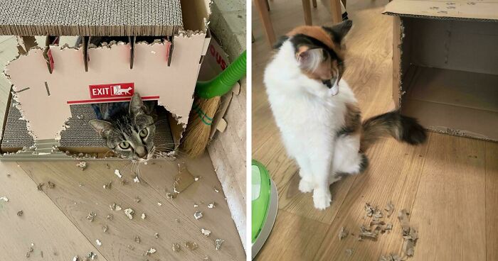 40 Moments That Made Cats Realize They Can Shred Everything Around Them And Still Be Good Kitties