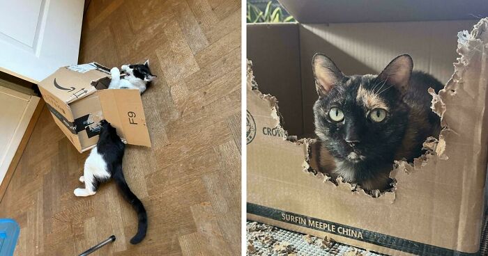 40 Moments That Made Cats Realize They Can Shred Everything Around Them And Still Be Good Kitties